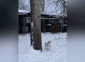 Tessa – ein kleiner Engel in Weiß sucht ein liebevolles Zuhause