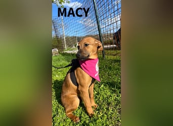 MACY – sanfte Kuschelmaus mit großem Herz