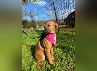 MACY – sanfte Kuschelmaus mit großem Herz