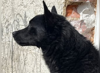 Kalle - auf Pflege in DE
