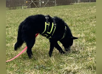 KALLE - Auf Pflegestelle in 72124 Pliezhausen (bei Stuttgart)