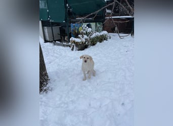 Tessa – ein kleiner Engel in Weiß sucht ein liebevolles Zuhause