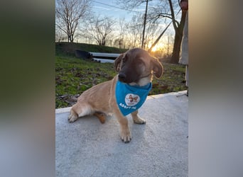 LUCKY – kleiner charmanter Herzensbrecher