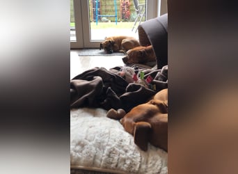 Raya ❤️Pflegefamilie 27252 Schwaförden