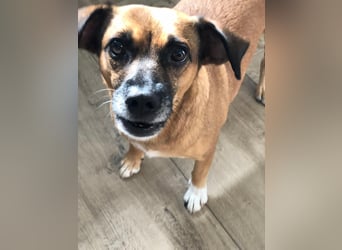 Raya ❤️Pflegefamilie 27252 Schwaförden