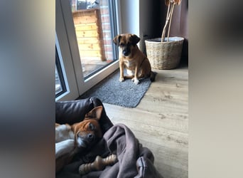 Raya ❤️Pflegefamilie 27252 Schwaförden