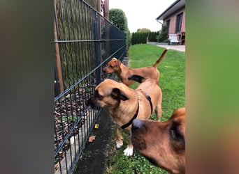 Raya ❤️Pflegefamilie 27252 Schwaförden