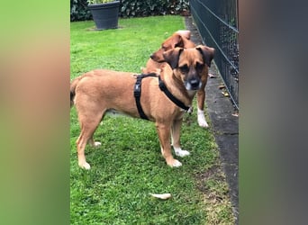 Raya ❤️Pflegefamilie 27252 Schwaförden