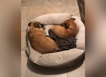 Raya ❤️Pflegefamilie 27252 Schwaförden