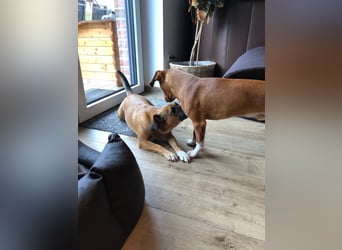 Raya ❤️Pflegefamilie 27252 Schwaförden