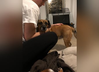 Raya ❤️Pflegefamilie 27252 Schwaförden