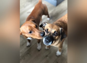 Raya ❤️Pflegefamilie 27252 Schwaförden