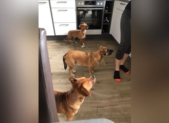 Raya ❤️Pflegefamilie 27252 Schwaförden