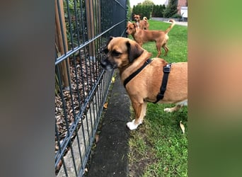 Raya ❤️Pflegefamilie 27252 Schwaförden