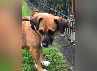 Raya ❤️Pflegefamilie 27252 Schwaförden