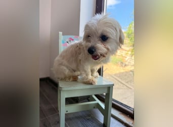 Perla sucht eine liebevolle Familie!
