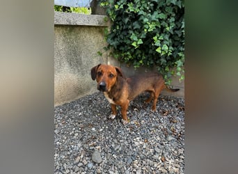 Arni sucht sein Zuhause