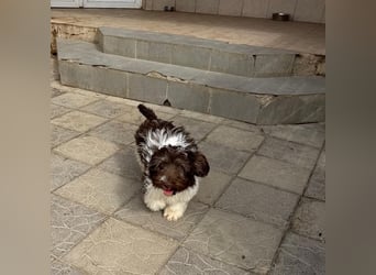 Flocke sucht sein Glück