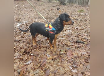 Liza - süße Maus sucht Ihre Familie