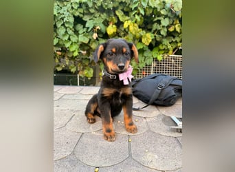 Nora Welpe - sucht ien Zuhause