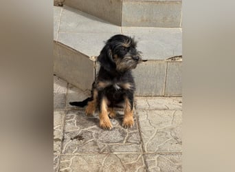 Keks sucht seine Menschen