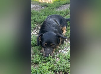 Coco sucht eine liebevolle Familie