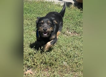 Coco sucht eine liebevolle Familie