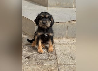 Keks sucht seine Menschen