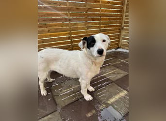 Spoty sucht Ihre Menschen