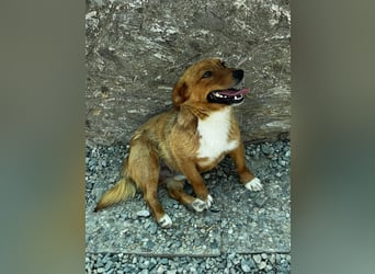 Pixel möchte auch ein Zuhause!