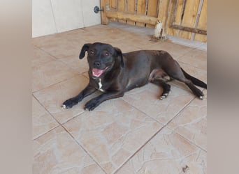 Coco sucht Ihre Familie!
