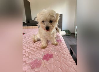 Perla sucht eine liebevolle Familie!