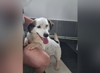 Baloo in 64646 Heppenheim auf Pflegestelle