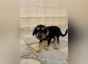 Keks sucht seine Menschen