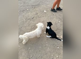Perla sucht eine liebevolle Familie!