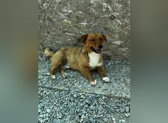 Pixel möchte auch ein Zuhause!