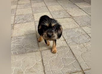 Keks sucht seine Menschen