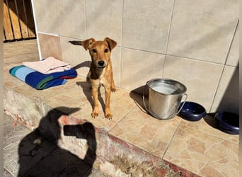 Nuka Welpe - sucht Familie