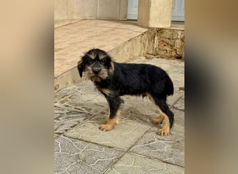 Keks sucht seine Menschen