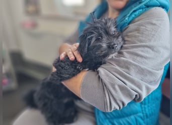 Ronja Welpe - sucht Ihre Familie!