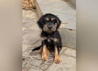 Keks sucht seine Menschen