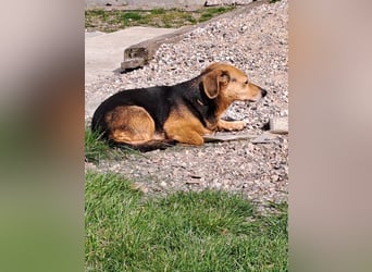 Bibi sucht ruhiges Zuhause!