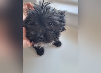 Ronja Welpe - sucht Ihre Familie!