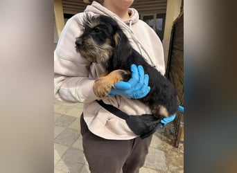 Keks sucht seine Menschen