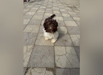 Flocke sucht sein Glück