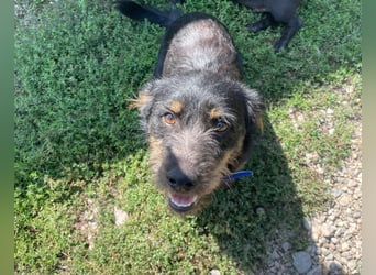 Coco sucht eine liebevolle Familie