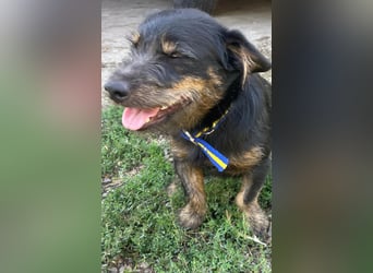 Coco sucht eine liebevolle Familie