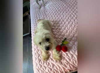 Perla sucht eine liebevolle Familie!