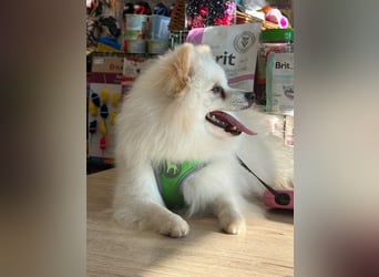 Yuki - Spitzfans aufgepaßt - Zuckenschock!