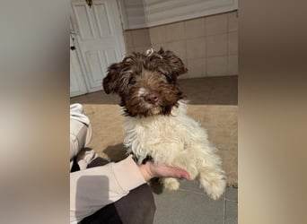 Flocke sucht sein Glück